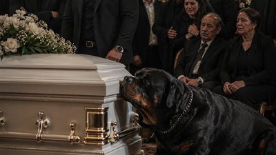 اقوى زعيم مافيا حكايات ليان 