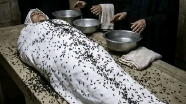 لمحة نيوز